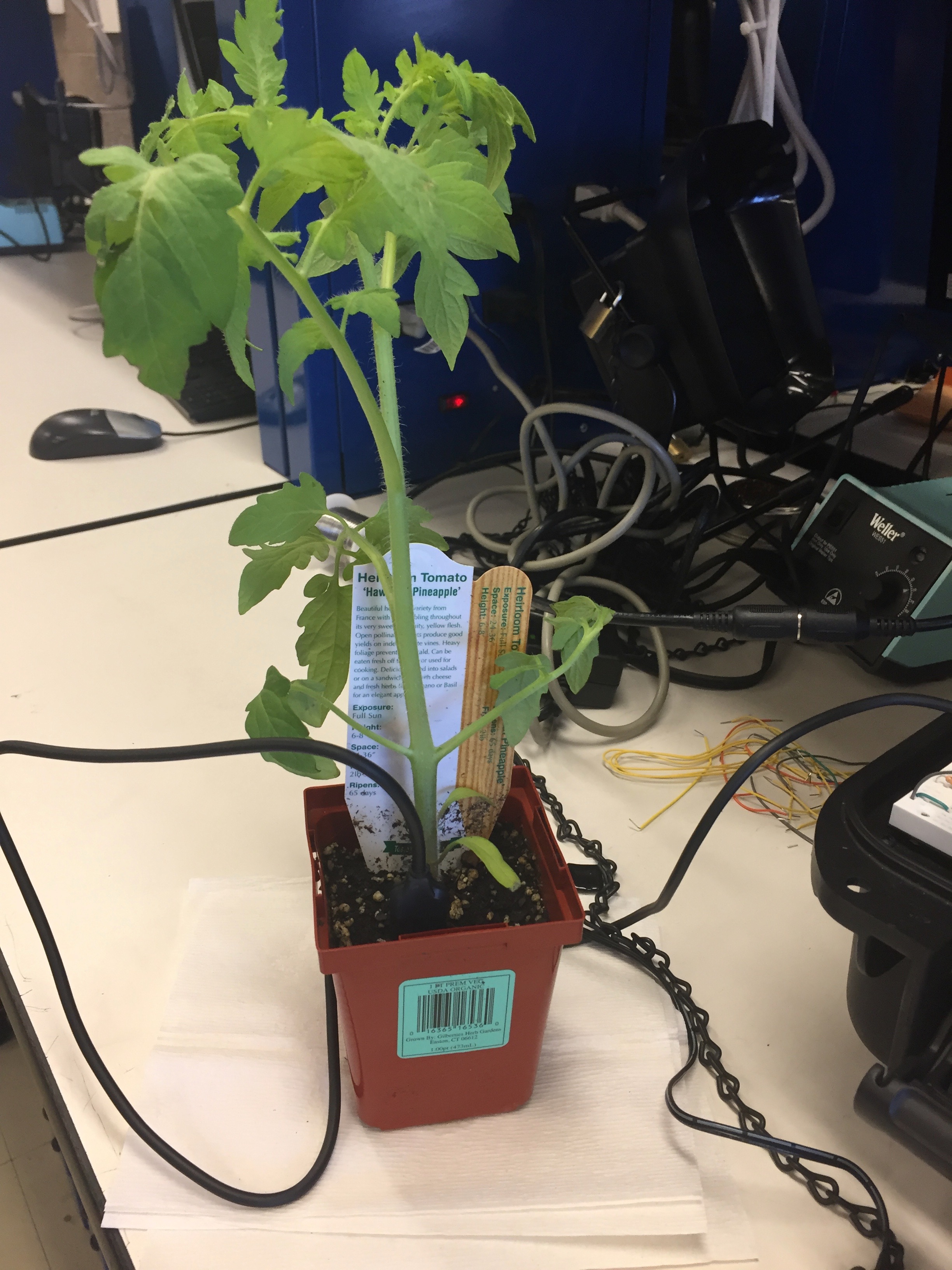 Tomato plant with sensors