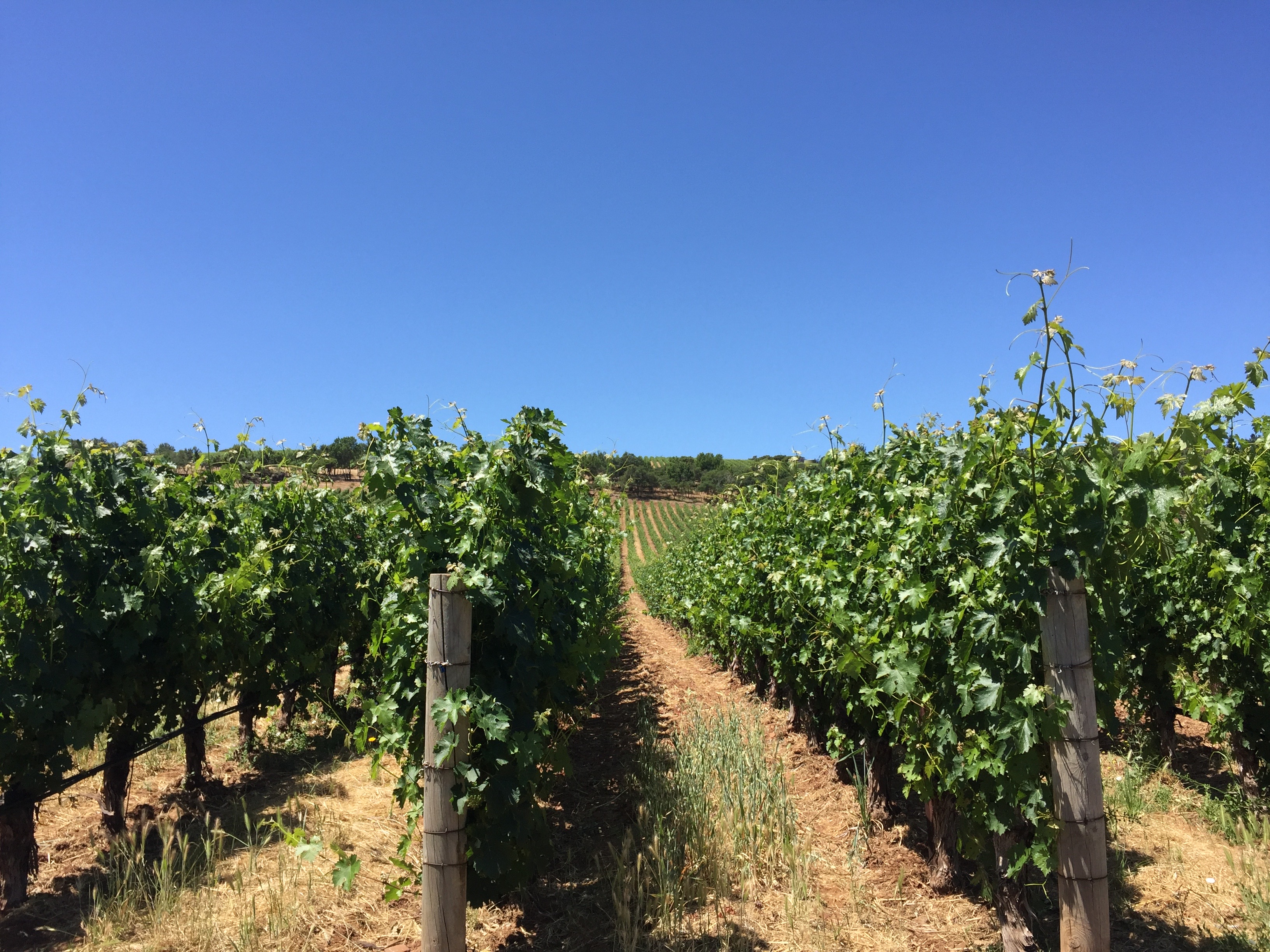 Colgin vineyard